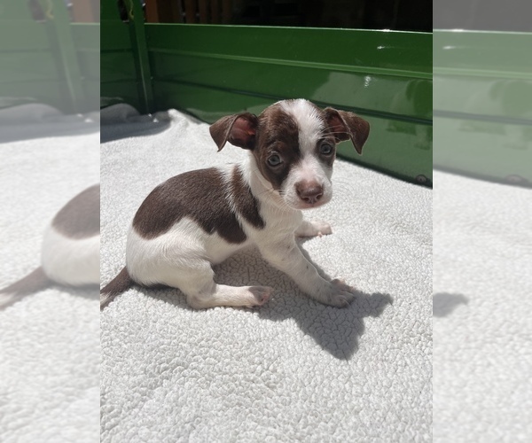 Medium Photo #3 Jack Chi Puppy For Sale in SAINT AUGUSTINE, FL, USA