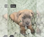 Small #6 Cane Corso