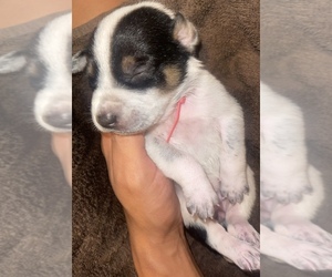 Australian Cattle Dog-Bullypit Mix Puppy for Sale in EUCHA, Oklahoma USA