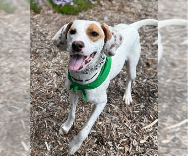 Medium Photo #1 Mutt Puppy For Sale in Warrenton, VA, USA