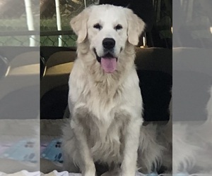 Father of the English Cream Golden Retriever puppies born on 06/06/2025