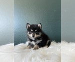 Small Photo #5 Pomsky Puppy For Sale in QUEEN CREEK, AZ, USA