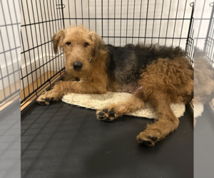 Airedale Terrier Dogs for adoption in Brooklyn, NY, USA