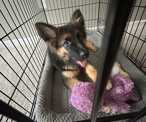 German Shepherd Dog Puppy for sale in MIDDLE RIVER, MD, USA