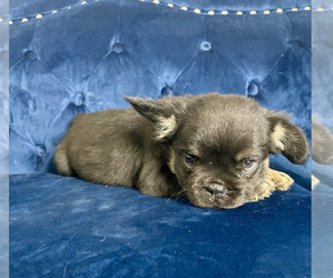 French Bulldog Puppy for sale in NEWPORT BEACH, CA, USA