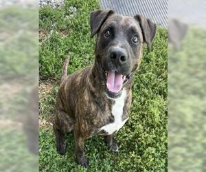 Zach - Male Mutt Dog for Adoption - Photo #5