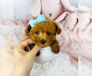 Poodle (Toy) Puppy for sale in THONOTOSASSA, FL, USA