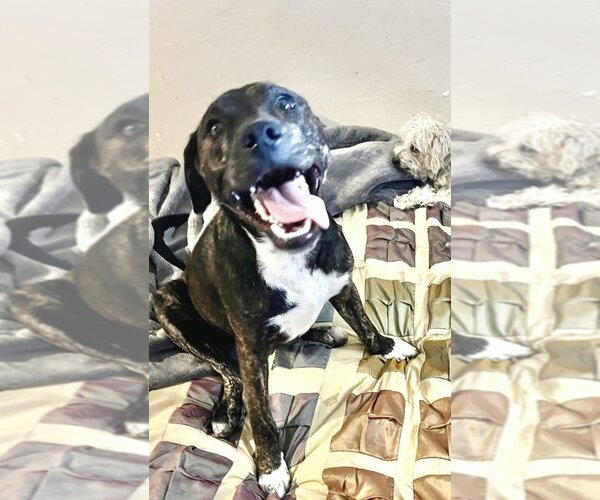 Medium Photo #2  Puppy For Sale in , 
