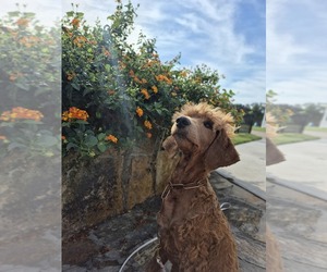 Goldendoodle Puppy for sale in TEXAS CITY, TX, USA