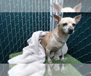 Chihuahua-Unknown Mix Dogs for adoption in Downey, CA, USA