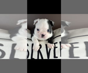 Boston Terrier Puppy for Sale in NILES, Michigan USA