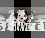 Image preview for Ad Listing. Nickname: AKC Blue
