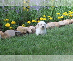 Small Photo #24 Bichon Frise Puppy For Sale in HUMBOLDT, IL, USA