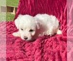 Small Photo #3 Bichon Frise Puppy For Sale in ROCKVILLE, IN, USA