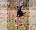 Small Photo #5 German Shepherd Dog Puppy For Sale in PRATTSBURGH, NY, USA