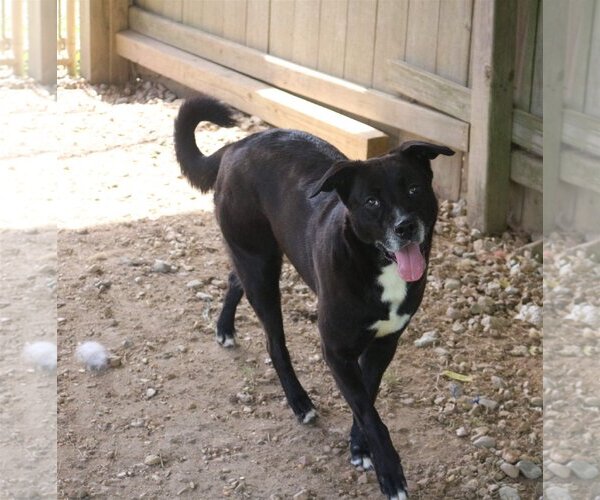 Medium Photo #4 Labrador Retriever-Unknown Mix Puppy For Sale in Jackson, MS, USA