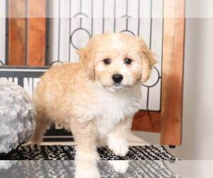 Cavapoo Puppy for sale in NAPLES, FL, USA