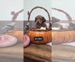 Puppy Cider Dachshund