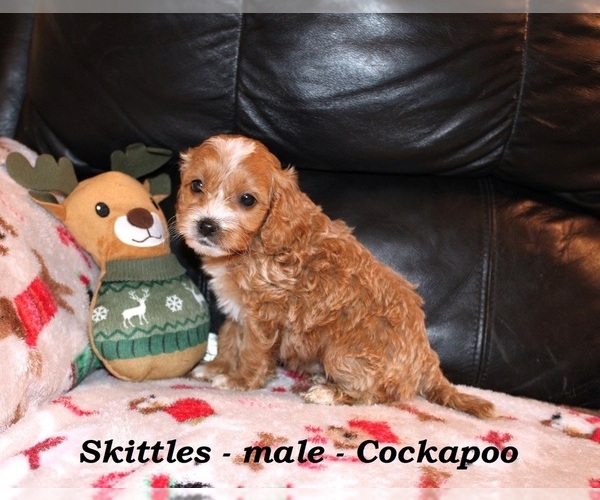 Medium Photo #3 Cockapoo (Miniature) Puppy For Sale in CLARKRANGE, TN, USA