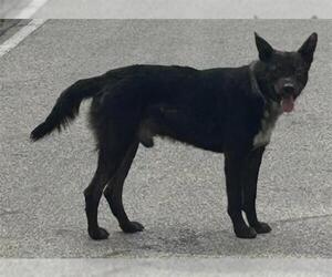 Siberian Husky-Unknown Mix Dogs for adoption in Houston, TX, USA