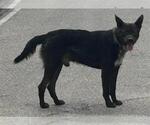 A662999 - Female Siberian Husky-Unknown Mix Dog for Adoption - Small photo