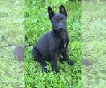 Small #4 German Shepherd Dog