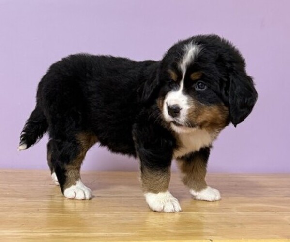 Medium Photo #3 Bernese Mountain Dog Puppy For Sale in WITHEE, WI, USA