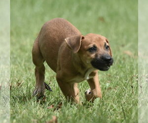 Lavender - Female Australian Shepherd-Beagle Mix Dog for Adoption - Photo #4