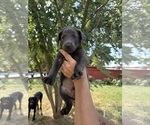 Small #3 Labrador Retriever