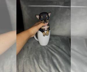 Chihuahua Puppy for sale in BAKERSFIELD, CA, USA