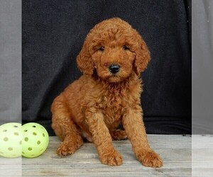 Goldendoodle (Miniature) Puppy for sale in MILLERSBURG, OH, USA
