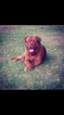 Small Photo #1 Dogue de Bordeaux Puppy For Sale in SAGE, AR, USA