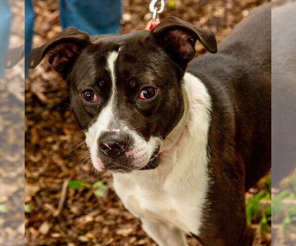 Medium Photo #3 Mutt Puppy For Sale in Canton, CT, USA