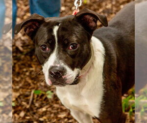 Lady Luck - Female Mutt Dog for Adoption - Photo #3