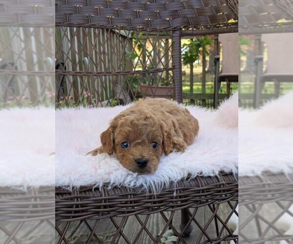 Medium Photo #3 Cock-A-Poo-Poodle (Miniature) Mix Puppy For Sale in SALEM, MO, USA