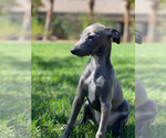 Small Photo #28 Italian Greyhound Puppy For Sale in SAINT GEORGE, UT, USA