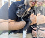 Small #1 Mutt
