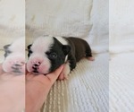 Small Photo #7 Boston Terrier Puppy For Sale in ELK GROVE, CA, USA