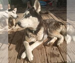Small Photo #5 Siberian Husky-Unknown Mix Puppy For Sale in Pacific grove , CA, USA
