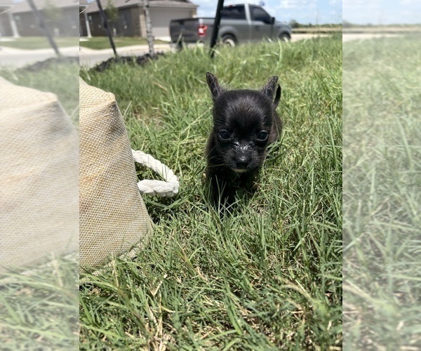 Medium Photo #33 Chihuahua Puppy For Sale in SAN ANTONIO, TX, USA