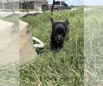 Small Photo #33 Chihuahua Puppy For Sale in SAN ANTONIO, TX, USA