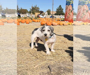 Mutt Dogs for adoption in Sandy, UT, USA