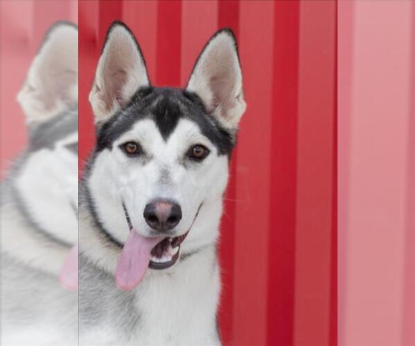 Medium Photo #2 - Mix Puppy For Sale in Tracy, CA, USA