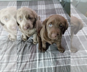 Labrador Retriever Litter for sale in DES MOINES, IA, USA