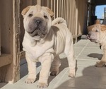 Small Chinese Shar-Pei