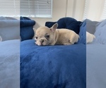 Small Photo #33 French Bulldog Puppy For Sale in FORT LAUDERDALE, FL, USA