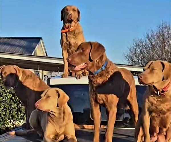 Medium Photo #3 Chesapeake Bay Retriever Puppy For Sale in Cordele, GA, USA