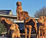 Small #2 Chesapeake Bay Retriever