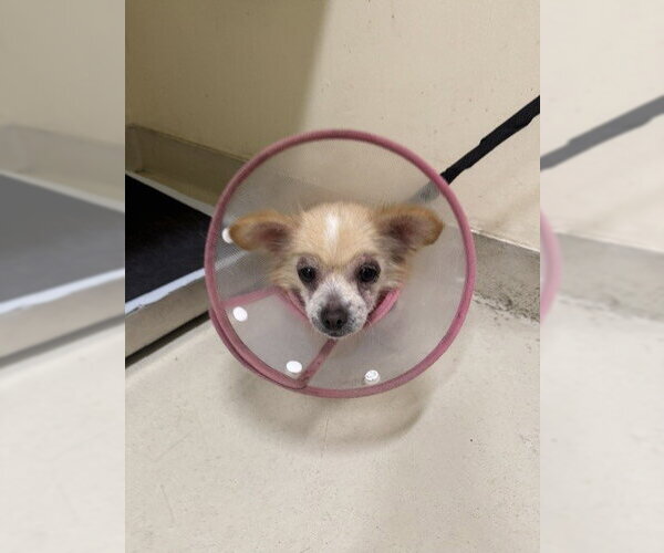 Medium Photo #1 Chihuahua Puppy For Sale in Fremont, CA, USA