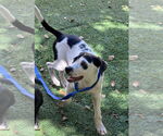 Small #1 Labrador Retriever-Plott Hound Mix